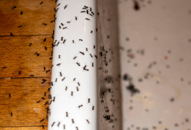 Best Residential Pest Control  in Lebanon, PA